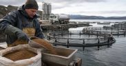 GLOBAL FISH FEED DEMAND SET TO HIT $231BN BY 2034
