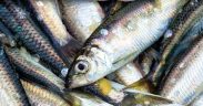 HERRING IN THE FIRTH OF CLYDE