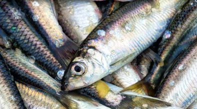 HERRING IN THE FIRTH OF CLYDE