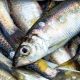 HERRING IN THE FIRTH OF CLYDE