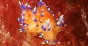 MYSTERY SEA SLUG FOUND OFF LUNDY
