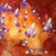 MYSTERY SEA SLUG FOUND OFF LUNDY
