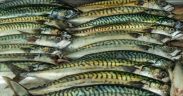 NEAFC MEASURES TO CURB UNSUSTAINABLE RUSSIAN MACKEREL FISHING