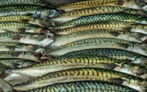 NEAFC MEASURES TO CURB UNSUSTAINABLE RUSSIAN MACKEREL FISHING