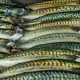 NEAFC MEASURES TO CURB UNSUSTAINABLE RUSSIAN MACKEREL FISHING