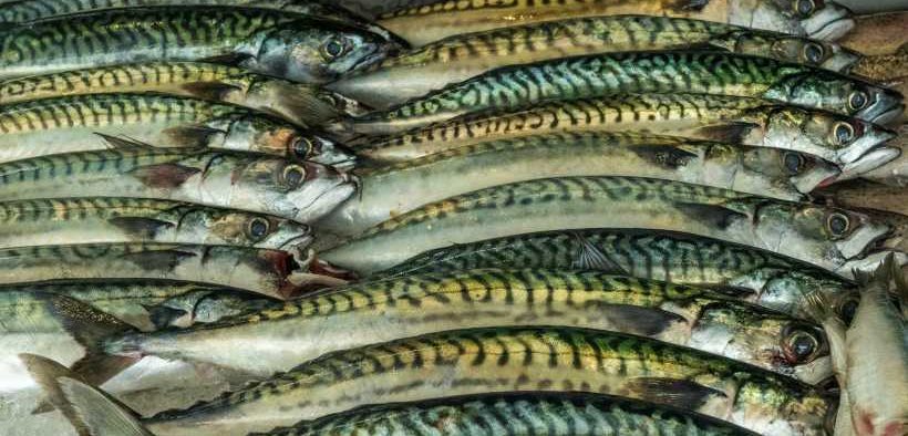 NEAFC MEASURES TO CURB UNSUSTAINABLE RUSSIAN MACKEREL FISHING