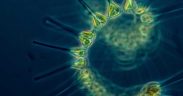 NEW REPORT FORECASTS MAJOR IMPACTS ON THE MARINE FOOD WEB