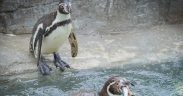 PENGUINS GO LOCAL AS CORNISH SARDINES ADDED TO THE MENU