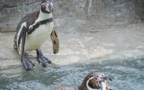 PENGUINS GO LOCAL AS CORNISH SARDINES ADDED TO THE MENU