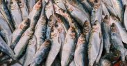 RECORD NUMBER OF FISHERIES ENGAGED