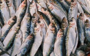 RECORD NUMBER OF FISHERIES ENGAGED