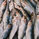 RECORD NUMBER OF FISHERIES ENGAGED