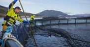SALMON FARMING IS A ‘KEY ANCHOR’(1)