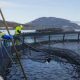 SALMON FARMING IS A ‘KEY ANCHOR’(1)