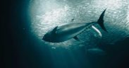 SOUTHERN BLUEFIN TUNA REBOUNDS