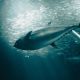 SOUTHERN BLUEFIN TUNA REBOUNDS