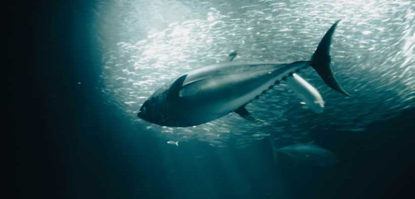 SOUTHERN BLUEFIN TUNA REBOUNDS