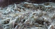 SWEDEN TESTS LIGHT-GUIDED SHRIMP FISHING
