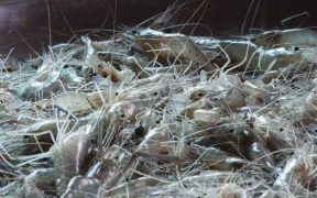 SWEDEN TESTS LIGHT-GUIDED SHRIMP FISHING