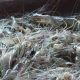 SWEDEN TESTS LIGHT-GUIDED SHRIMP FISHING