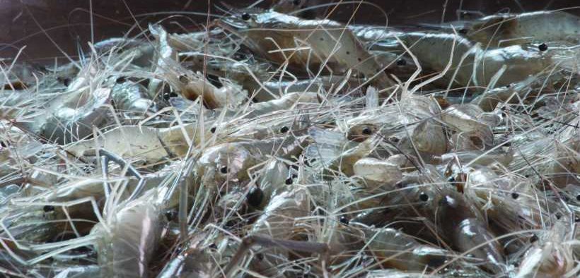 SWEDEN TESTS LIGHT-GUIDED SHRIMP FISHING