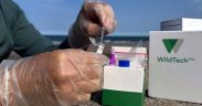 15-minute disease test could transform aquaculture health screening