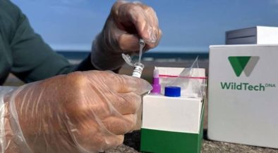 15-minute disease test could transform aquaculture health screening