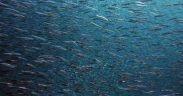 Aquatic Life Institute Announces 2026 Aquaculture Certification Schemes Benchmark, Reveals Progress for Welfare