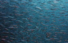 Aquatic Life Institute Announces 2026 Aquaculture Certification Schemes Benchmark, Reveals Progress for Welfare