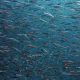 Aquatic Life Institute Announces 2026 Aquaculture Certification Schemes Benchmark, Reveals Progress for Welfare
