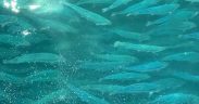 FISH FEED FOR AQUACULTURE MARKET