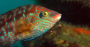 GES4SEAS DELIVERS NEW TOOLS