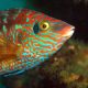 GES4SEAS DELIVERS NEW TOOLS