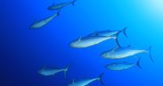 IATTC Makes Some Progress but Defers Key Tuna Management Decisions