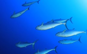 IATTC Makes Some Progress but Defers Key Tuna Management Decisions
