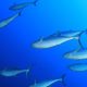 IATTC Makes Some Progress but Defers Key Tuna Management Decisions