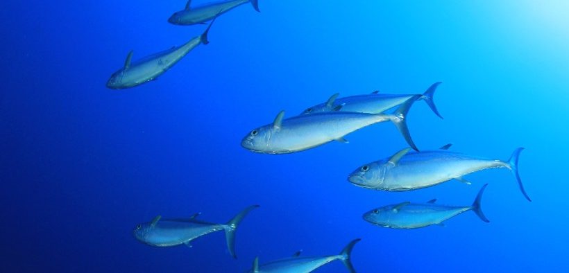 IATTC Makes Some Progress but Defers Key Tuna Management Decisions