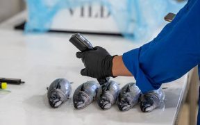 Japan celebrates arrival of one-of-a-kind, seasonal Norwegian ‘Saba Nouveau’ mackerel