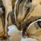 SFPA Publishes Sanitary Survey for Achill South