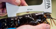 Sea-Fisheries Protection Authority issues reminder